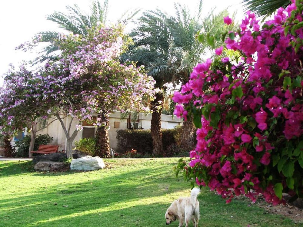 Eilot Kibbutz Country Lodging Eilat Dış mekan fotoğraf